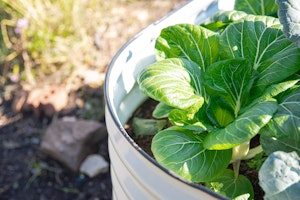 Growing kale in metal raised bed container.