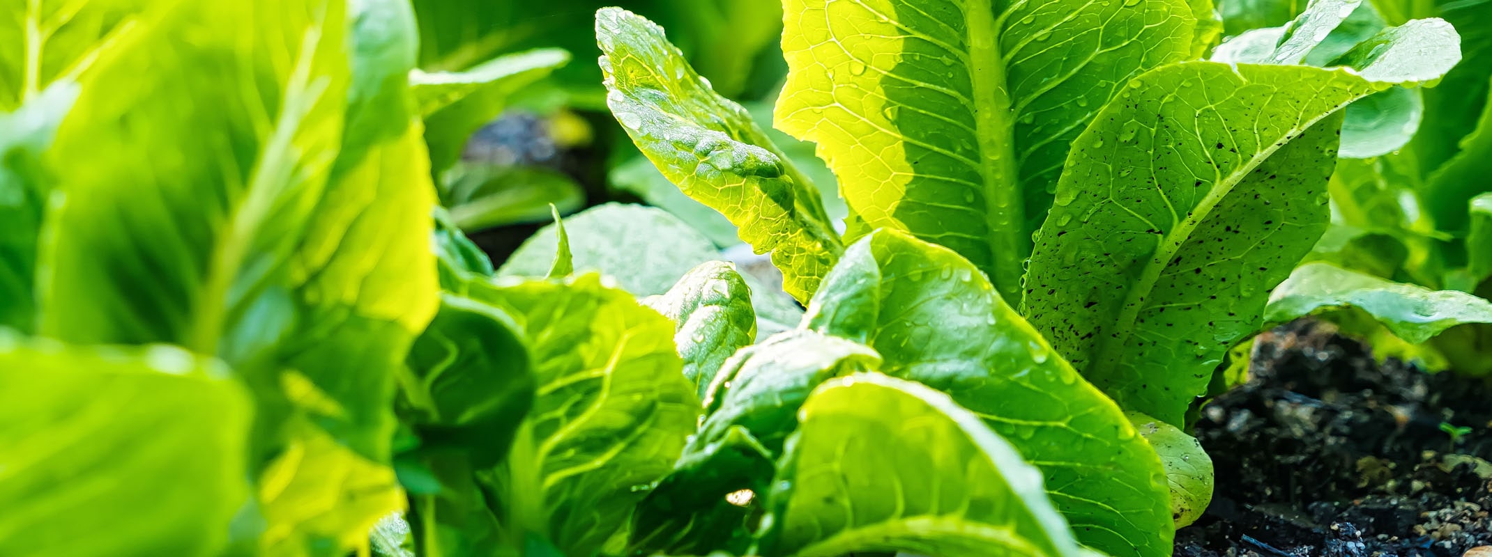 Close up of leaf lettuce growing in garden.