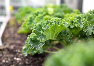 Close up of kale growing in raised bed garden.