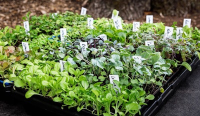 Multiple varieties of lettuce seedlings and tags identifying variety in a garden tray.