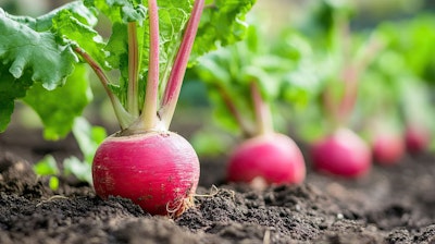 Growing radishes in garden.