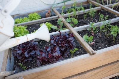 Watering raised bed garden full of lettuce and carrots.
