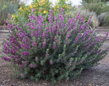 A Baby Yoda Dwarf Texas Sage bush in a desert garden or landscape.