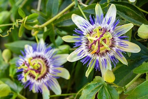 Blue Passiflora Caerulea - Passion Vine