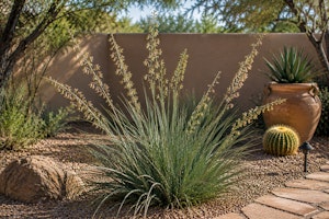 Mexican False Yucca plant (Hesperaloe funifera) in a Southwest backyard.