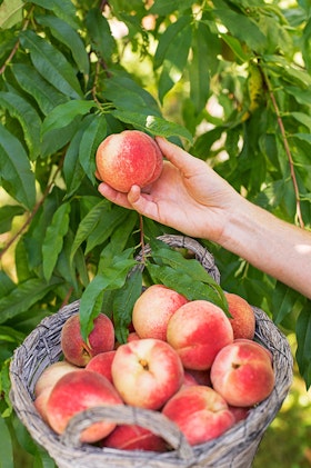 Someone picking fruits off a peach tree.