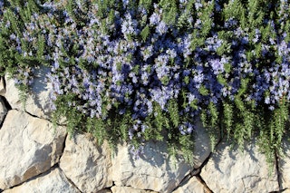 Trailing rosemary growing over a rock wall.