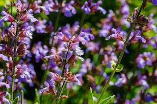 A closeup of a Berggarten sage plant.