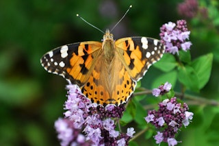 A Painted Lady (Vanessa cardui) butterfly enjoying a flowering oregano plant.