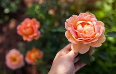 A person touching a Lady of Shalott Climbing Rose in the garden.