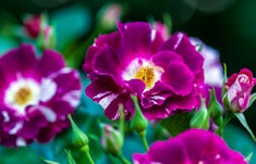 A close up of purple splash climbing roses.