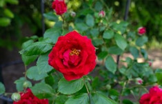 Bright red blaze climbing roses growing in a garden.