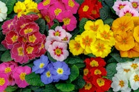 Yellow, red, pink, blue, yellow and white primrose flowers.
