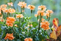 Orange crossandra flowers.