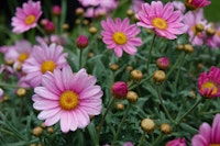 Pink marguerite daisies growing outside.