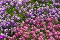 Purple and pink sweet alyssum blooms.