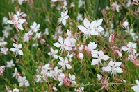 White gaura flowers growing outside.