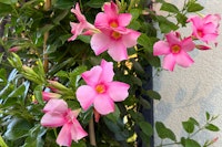 Pink mandevilla flowers growing against a wall.