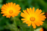 A close up of orange pot marigolds.