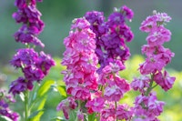 Pink and purple stock flowers growing outside.