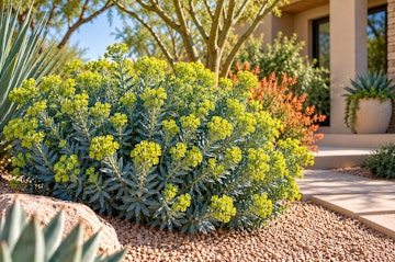 Blue euphorbia growing in an Arizona yard.