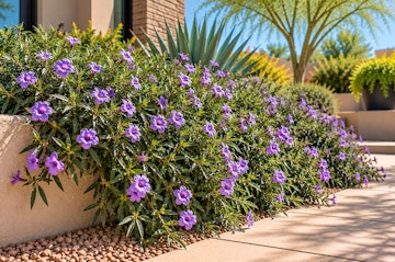Purple Katie ruellia flowers trailing over a short wall in an Arizona garden.