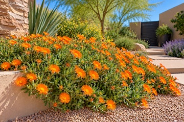 Bright orange rocky point ice plant trailing over a short wall in an Arizona garden.