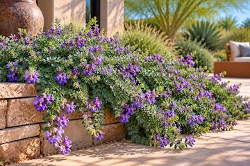 Trailing indigo bush growing over a small stone wall in an Arizona garden.