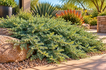 Prostrate Acacia growing near some rocks in an Arizona garden.