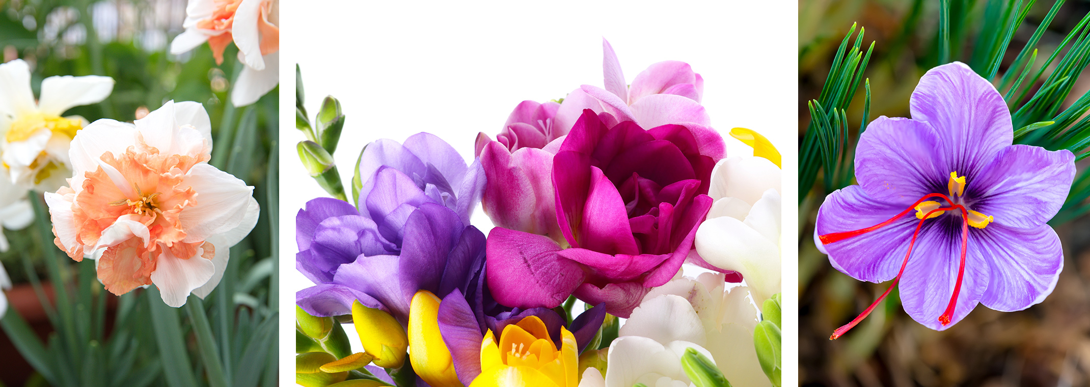 Fall Bulbs for Spring Flowers A peach colored Narcissus flower, colorful freesias, and a purple saffron flower.