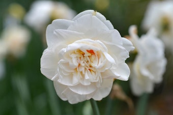 A close up of double daffodil flower Narcissus Flower Drift growing in a garden.