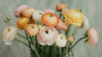 Pastel Ranunculus flowers in a vase.