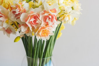 A closeup of a vase filled with yellow and orange daffodils (narcissus).