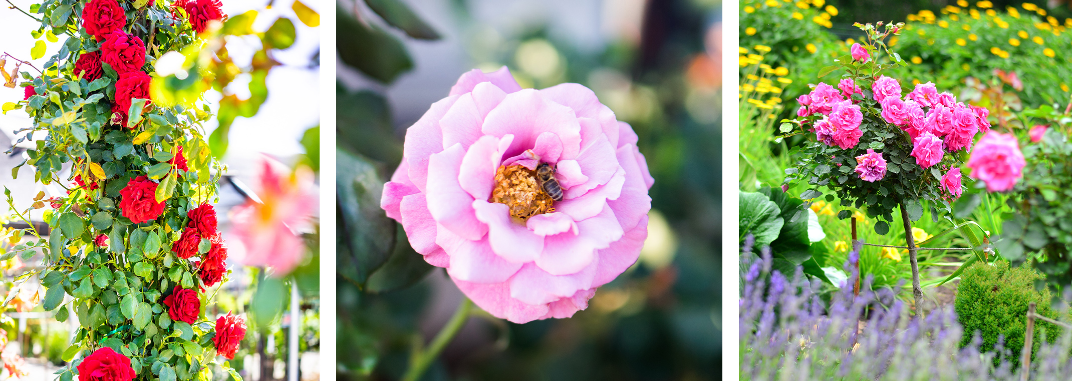Red climbing roses, a pink angel face rose with a bee on it, and a bright pink rose tree in a garden with lots of plants.