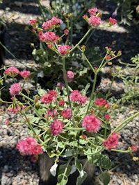 Red flowered buckwheat california native