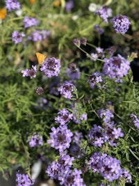 De la mina verbena california native