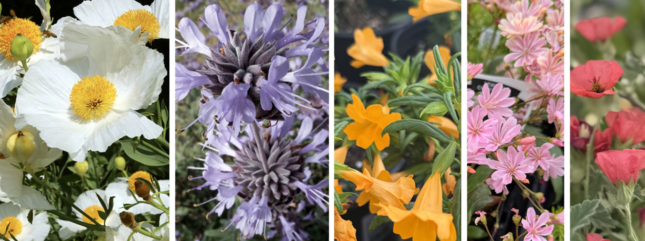 California Natives assorted from poppies, monkey flower, lewisia, allen chickering sage.