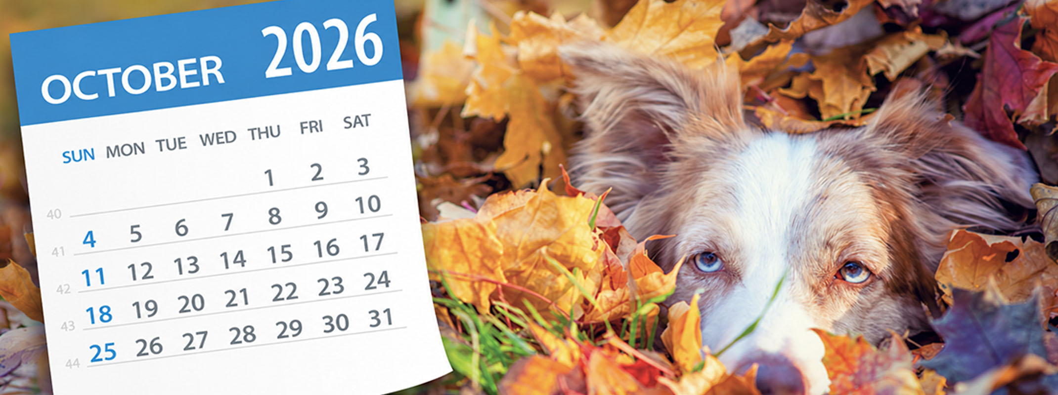 October 2026 calendar page on an image of a dog buried in fall leaves. October 2026 calendar graphic beside a dog peeking out of a pile of colorful autumn leaves