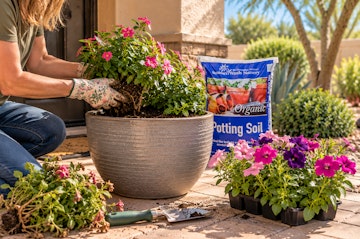 Replacing summer vinca with cool-season petunias in a container using SummerWinds Organic Potting Soil.