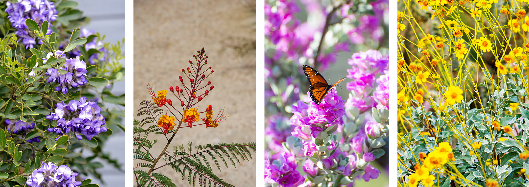 A Texas Mountain Laurel, a Red BIrd of Paradise, Texas Sage with a Butterfly, and Brittlebush growing in the desert near rocks.