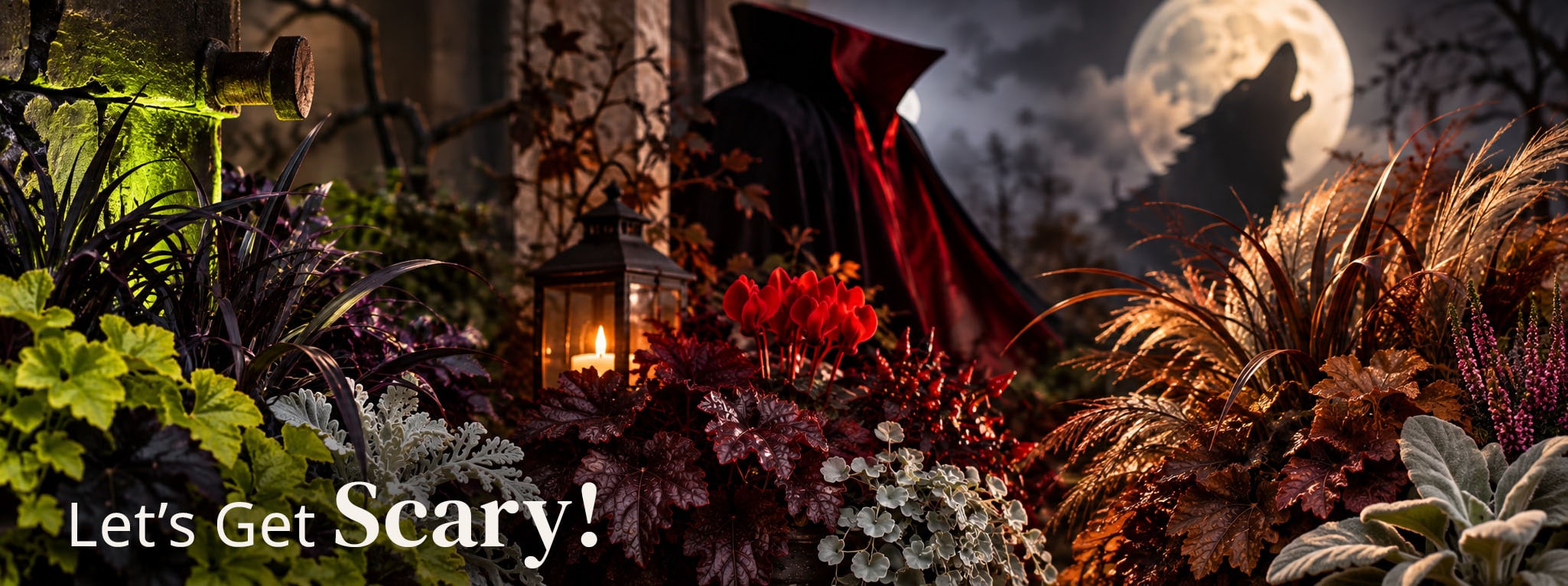 Let's get scary fall plants in a halloween setting.