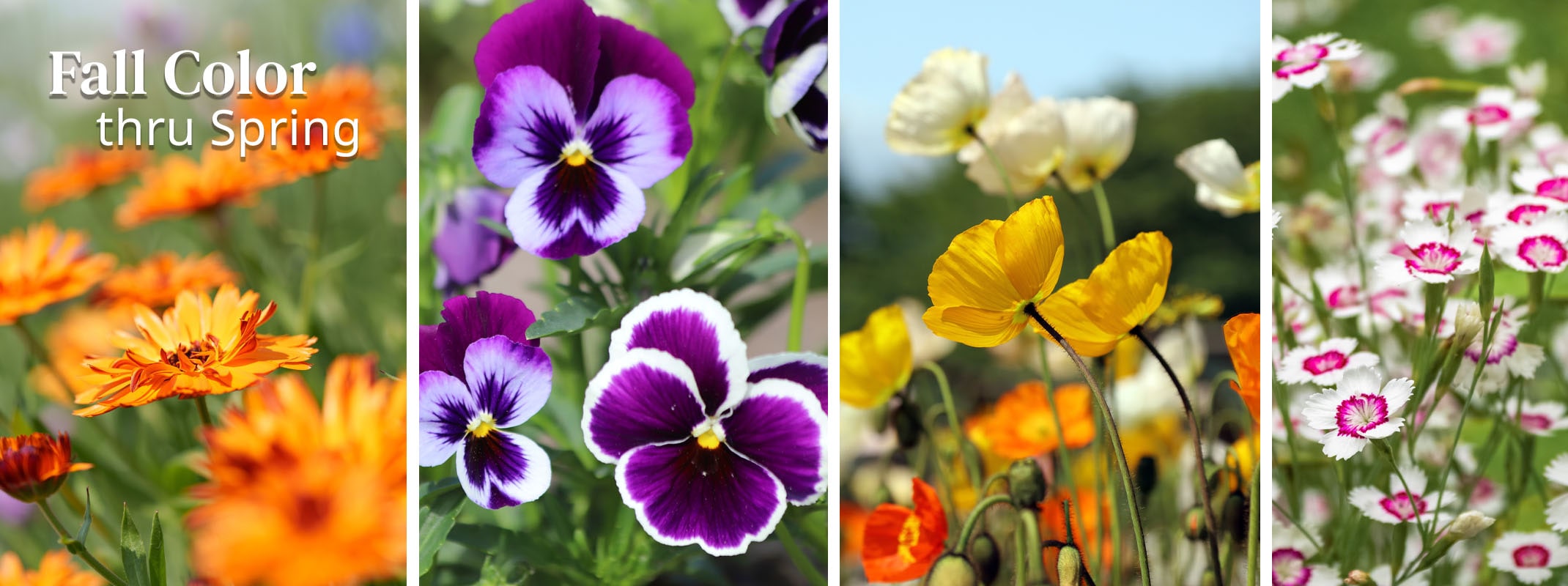 Fall color thru spring with calendula, pansies, iceland poppies, and dianthus.
