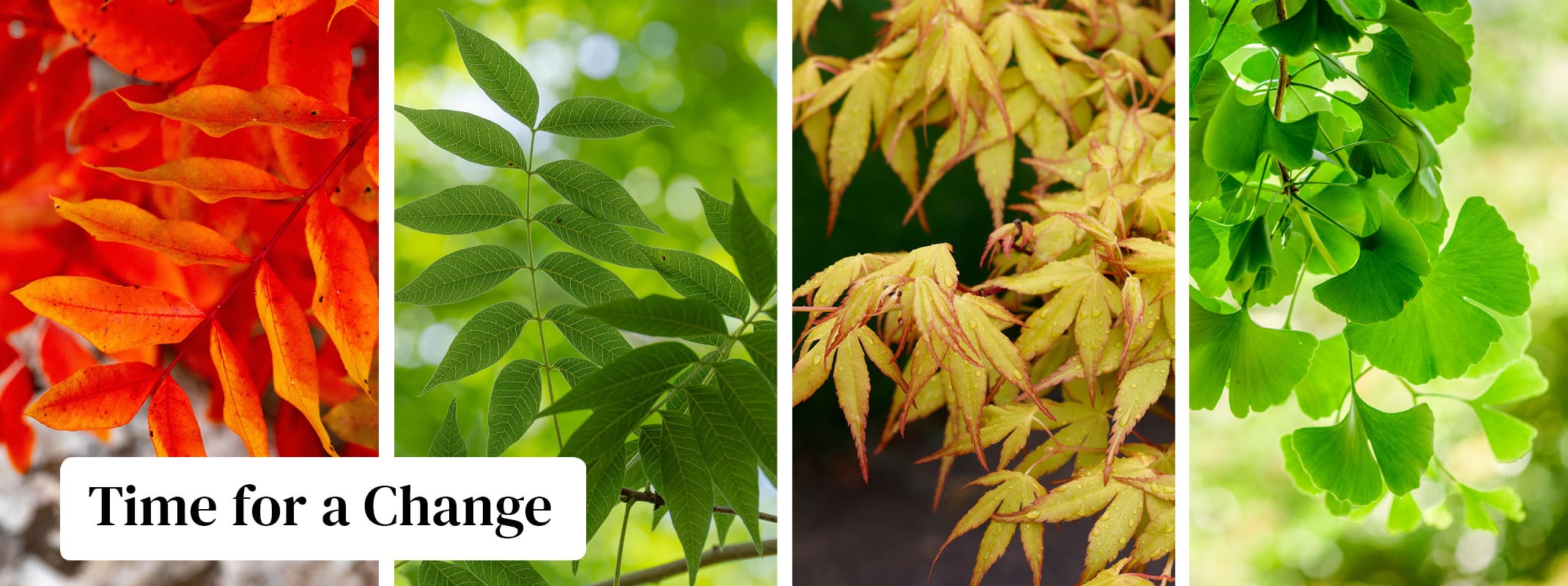 Trees for fall ginko biloba, chinese pistache, and japanese maples, with a time for a change copy on the image.