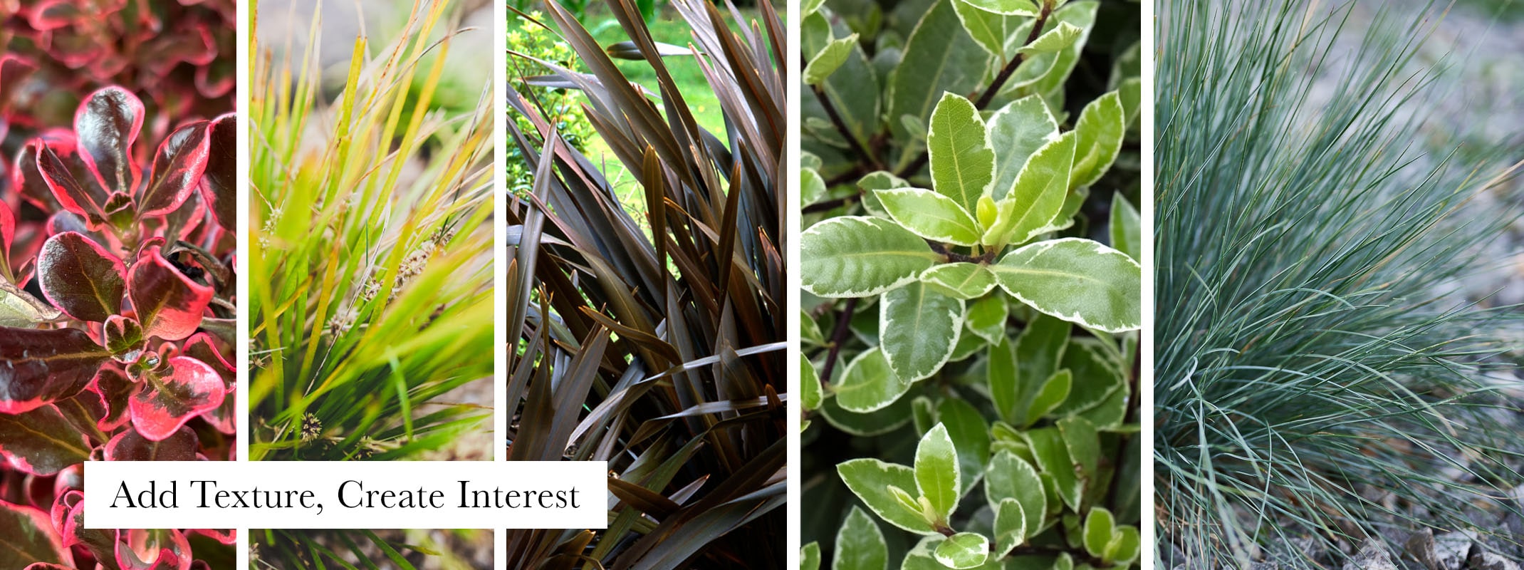 Add texture, create interest with mirror plants, lomandra, phormium, pittosporum and blue fescue grass.