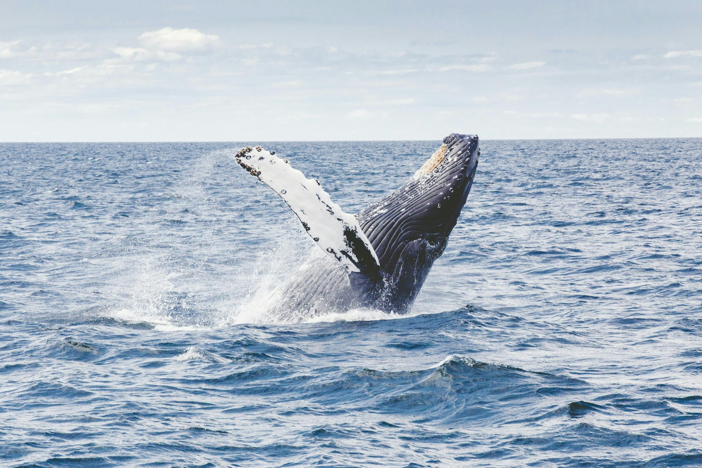 la baleine une espèce protégée