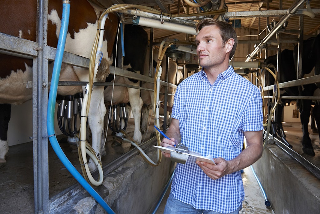 Boer houdt toezicht op het koeienmelken via melkinstallatie