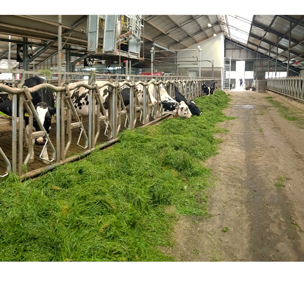 Koeien in de stal eten het gras dat is gevoerd
