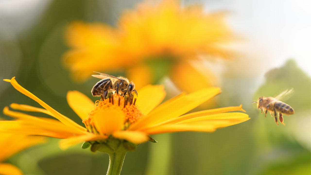 Bijtjes verzamelen nectar op een bloem