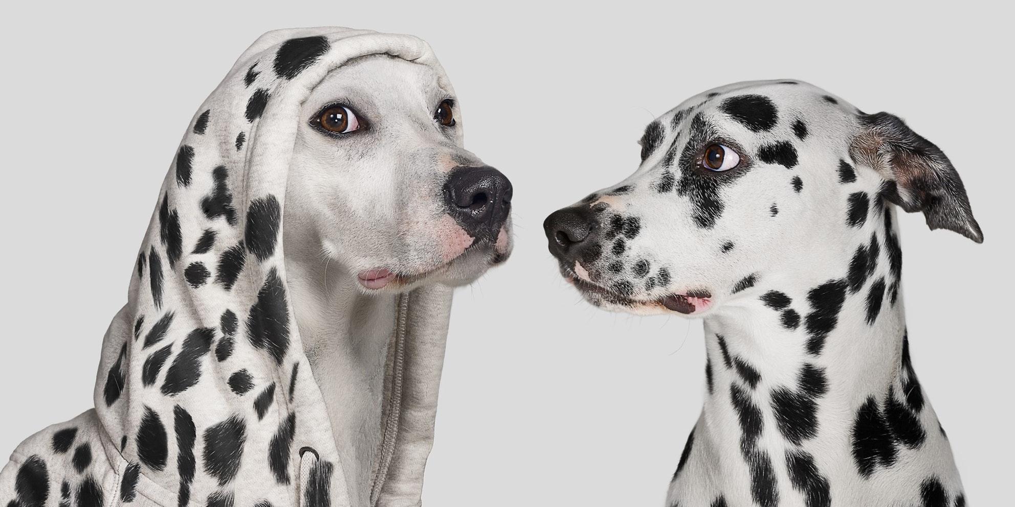 dalmatian-dog-white-dog