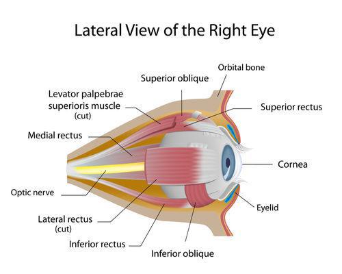 Beverly Hills Ophthalmology Blog | Cornea Transplant Procedure